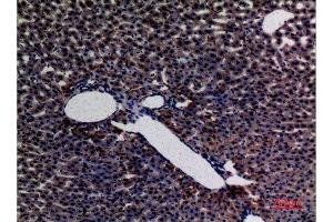 Immunohistochemistry (IHC) analysis of paraffin-embedded Rat liver, antibody was diluted at 1:100.