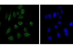 Immunofluorescence analysis of Hela cells using CHD3 mouse mAb (green). (CHD3 antibody)