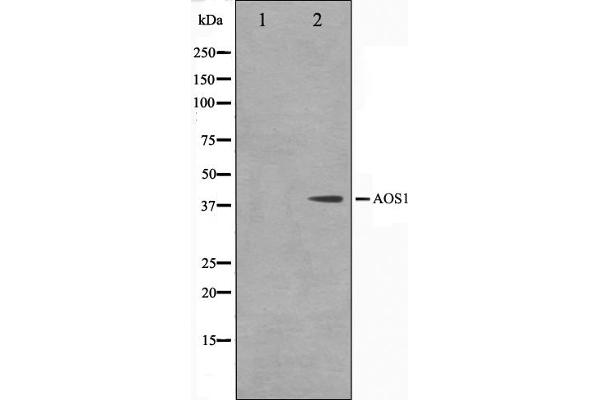 SAE1 antibody  (Internal Region)