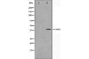 Western blot analysis on 293 cell lysate using AOS1 Antibody,The lane on the left is treated with the antigen-specific peptide. (SAE1 antibody  (Internal Region))
