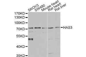 Western blot analysis of extracts of various cell lines, using HAS3 antibody. (HAS3 antibody)