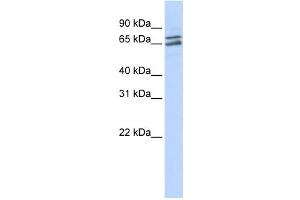 Western Blotting (WB) image for anti-Poly(A) Polymerase gamma (PAPOLG) antibody (ABIN2458544)