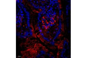 Immunofluorescent analysis of paraffin embedded mouse small intestine using CUBN (ABIN7073601) at dilution of 1: 650 (CUBN antibody)