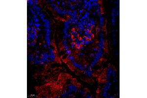 Immunofluorescent analysis of paraffin embedded mouse small intestine using CUBN (ABIN7073601) at dilution of 1: 650 (CUBN antibody)