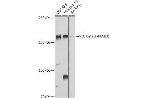 Western blot analysis of extracts of various cell lines, using PLC beta 3 (PLC beta 3 (PLCB3)) antibody (ABIN6134972, ABIN6145749, ABIN6145750 and ABIN6214407) at 1:1000 dilution. (PLCB3 antibody  (AA 1050-1150))