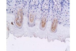 Formalin-fixed and paraffin embedded fungiform papillae of rat tongue labeled with Anti-GLP-1 (7-36) Polyclonal Antibody, Unconjugated 1:200 followed by conjugation to the secondary antibody and DAB staining (GLP-1 antibody  (AA 7-36))