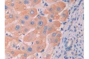 Detection of RNLS in Human Liver Tissue using Polyclonal Antibody to Renalase (RNLS) (RNLS antibody  (AA 160-319))