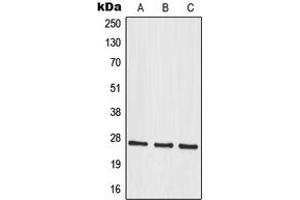 Western blot analysis of MRPS34 expression in A549 (A), HuvEc (B), U251MG (C) whole cell lysates.