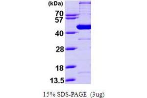 SDS-PAGE (SDS) image for Glutaryl-CoA Dehydrogenase (GCDH) (AA 45-438) protein (His tag) (ABIN7529148) (GCDH Protein (AA 45-438) (His tag))