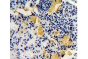 #VALUE! (LYZ antibody  (AA 22-143))