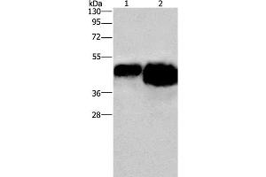 Western Blot analysis of 0. (Ovalbumin antibody)