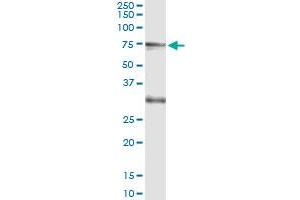 Immunoprecipitation of CREB5 transfected lysate using anti-CREB5 monoclonal antibody and Protein A Magnetic Bead , and immunoblotted with CREB5 MaxPab rabbit polyclonal antibody. (CREB5 antibody  (AA 1-99))