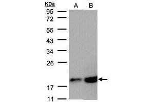 COX IV antibody  (Center)