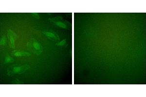 Peptide - +Immunofluorescence analysis of HeLa cells, using DJ-1 antibody (#C0172). (PARK7/DJ1 antibody)