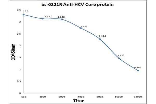 HCV Core Protein 抗体