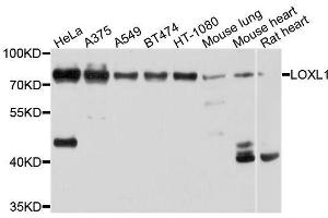 Western blot analysis of extracts of various cell lines, using LOXL1 antibody. (LOXL1 antibody  (AA 95-370))