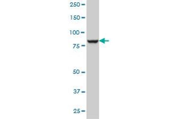 DNAJC10 antibody  (AA 688-793)