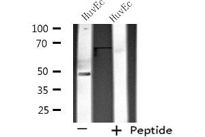 Western blot analysis of extracts from HuvEc cells using SIRPB1 antibody. (SIRPB1 antibody)