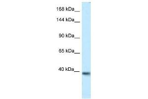 Western Blot showing Kcnq2 antibody used at a concentration of 1. (KCNQ2 antibody  (Middle Region))