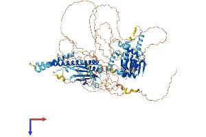 Smith-Magenis Syndrome Chromosome Region, Candidate 8 (SMCR8) (AA 1-937) protein (His tag)