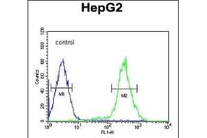YLAT2 Antibody (C-term) (ABIN651493 and ABIN2840266) flow cytometric analysis of HepG2 cells (right histogram) compared to a negative control cell (left histogram).