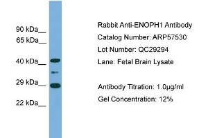 WB Suggested Anti-ENOPH1  Antibody Titration: 0. (MASA antibody  (Middle Region))