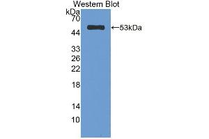 Figure. (CELA1 antibody  (AA 40-258))