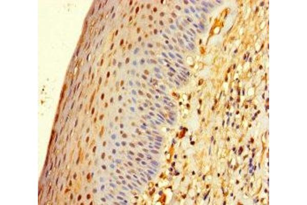 ZNF586 antibody  (AA 1-210)