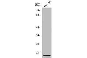 Western Blot analysis of COLO205 cells using Ribosomal Protein L36 Polyclonal Antibody (RPL36 antibody  (Internal Region))