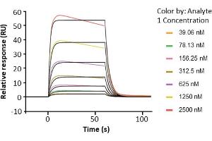 Assessment of binding of human Fc gamma RIIa / CD32a (167H), immobilized on a CM5 chip via an anti-His antibody, to anti-HER2 human IgG1 (trastuzumab) using a Biacore 8K instrument. (FCGR2A Protein (AA 36-218) (His-Avi Tag,Biotin))
