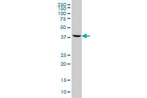 GNRHR2 monoclonal antibody (M01), clone 4A5 Western Blot analysis of GNRHR2 expression in HeLa .