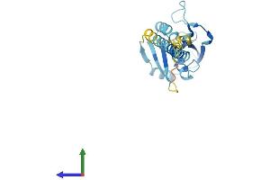 AlphaFold protein structure predicition of Human Recombinant CCDC25 Protein, UniprotID Q86WR0
