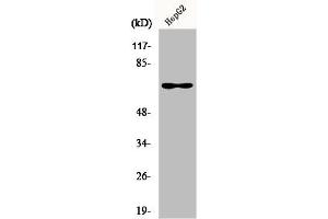 Western Blot analysis of HuvEc cells using Epsin 2 Polyclonal Antibody (Epsin 2 antibody  (Internal Region))