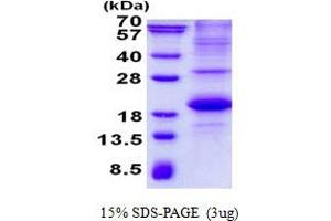 Image no. 1 for Signaling Lymphocytic Activation Molecule Family Member 1 (SLAMF1) protein (His tag) (ABIN6387103) (SLAMF1 Protein (His tag))