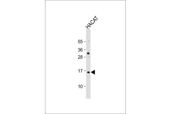 TCTA antibody  (AA 23-55)