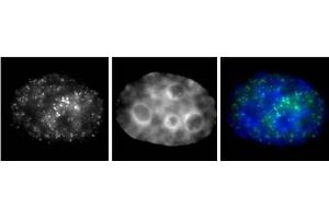RNA pol II phospho Ser7 antibody (mAb) (Clone 3D4A12) tested by Immunofluorescence. (Rpb1 CTD antibody  (pSer7))