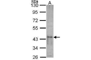WB Image Sample (30 ug of whole cell lysate) A: NT2D1 10% SDS PAGE SKAP55 antibody antibody diluted at 1:1000 (SKAP1 antibody)