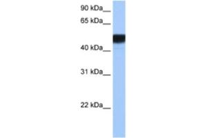 Western Blotting (WB) image for anti-Hepatocyte Nuclear Factor 4 gamma (HNF4G) antibody (ABIN2462865) (HNF4 gamma antibody)