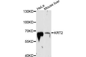 Western blot analysis of extracts of various cell lines, using KRT2 antibody (ABIN5998100) at 1/1000 dilution. (Keratin 2 antibody)