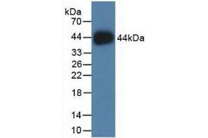 Detection of Recombinant HIST2H2AC, Human using Polyclonal Antibody to Histone Cluster 2, H2ac (HIST2H2AC) (HIST2H2AC antibody  (AA 1-129))