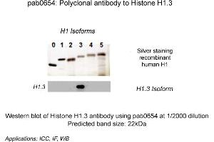 Image no. 1 for anti-Histone H1.3 (HIST1H1D) (N-Term) antibody (ABIN410166) (Histone H1.3 antibody  (N-Term))