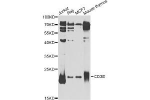 Western blot analysis of extracts of various cell lines, using CD3E Antibody (ABIN5970879) at 1/1000 dilution. (CD3 epsilon antibody)