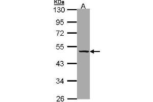 WB Image Sample (30 ug of whole cell lysate) A: Hela 10% SDS PAGE antibody diluted at 1:1000 (SERPINA7 antibody  (Center))