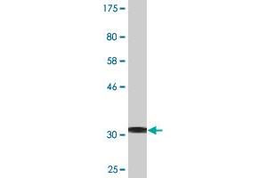 Western Blot detection against Immunogen (34. (EGR2 antibody  (AA 217-293))