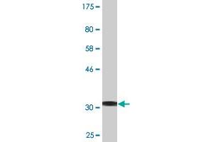 Western Blot detection against Immunogen (34.