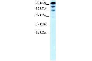 KIF5A antibody used at 0. (KIF5A antibody  (Middle Region))