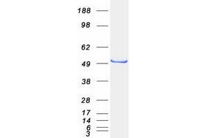 Validation with Western Blot (DBNL Protein (Transcript Variant 1) (Myc-DYKDDDDK Tag))