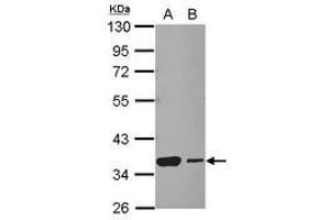 Image no. 3 for anti-Heat Shock Transcription Factor 2 Binding Protein (HSF2BP) (AA 1-259) antibody (ABIN1501895) (HSF2BP antibody  (AA 1-259))