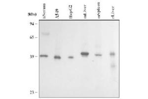 Image no. 1 for anti-Paraoxonase 3 (PON3) (AA 30-354) antibody (ABIN292074) (PON3 antibody  (AA 30-354))