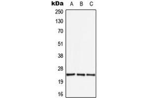 Western blot analysis of APOBEC3A expression in HEK293T (A), SP2/0 (B), H9C2 (C) whole cell lysates. (APOBEC3A antibody  (Center))
